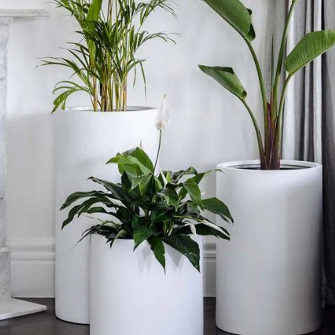 Modelo Balance - Image 2